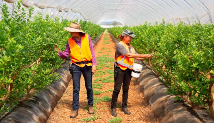 Darling Downs blueberries harvest